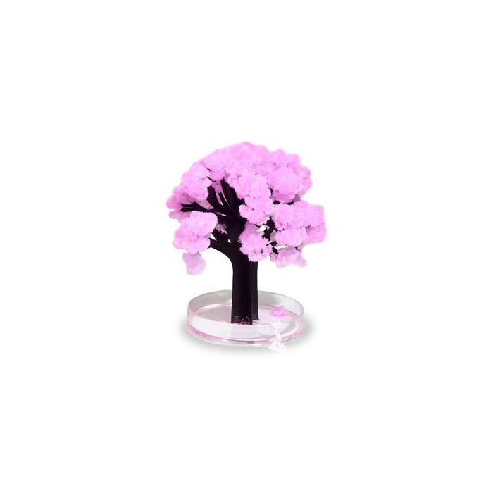 Japońskie Drzewko Sakura