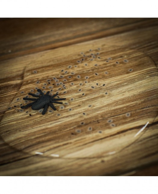 Szlam z pająkiem